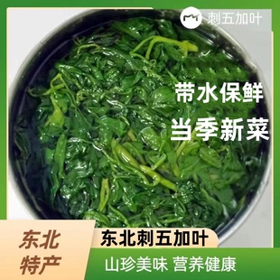 东北特产刺五加叶黑龙江刺五加刺拐棒食用山野菜蘸酱菜带水2斤