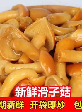 滑子菇袋装新鲜煲汤包邮