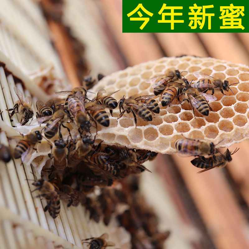 东北纯正天然土蜂蜜黑龙江椴树蜜百花蜜成熟原蜜结晶蜜1斤无添加