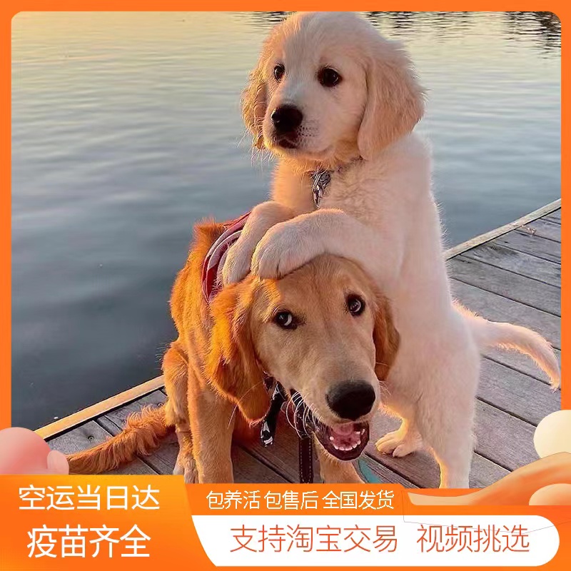 犬舍大骨架高智商金毛活体宠物狗