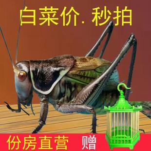 新脱蝈蝈活虫带笼子饲料高端山青鸣虫过冬大蝈蝈郝建伟铁皮叫蝈蝈