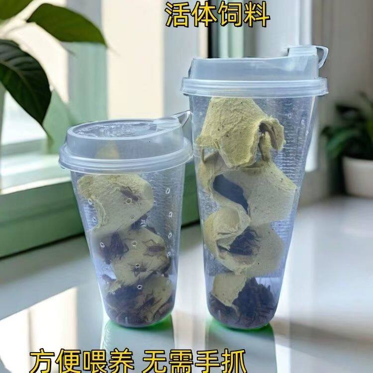 蟋蟀黑蛐蛐活体饲料爬虫活食