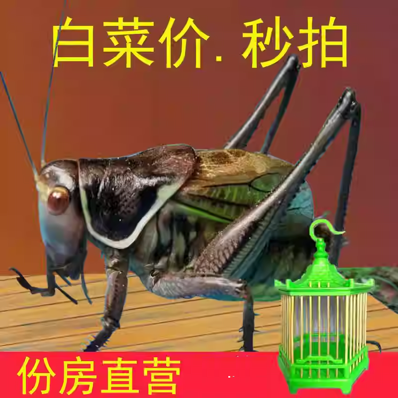 新脱蝈蝈活虫带笼子饲料高端山青鸣虫过冬大蝈蝈郝建伟铁皮叫蝈蝈