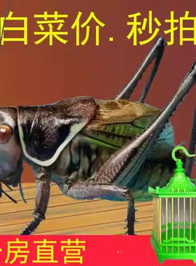 铁皮叫蝈蝈直播新脱活虫