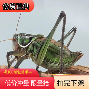 蝈蝈活虫带笼子鸣虫高端新脱铁皮天津绿大肚子翡翠平谷家养冬蝈蝈