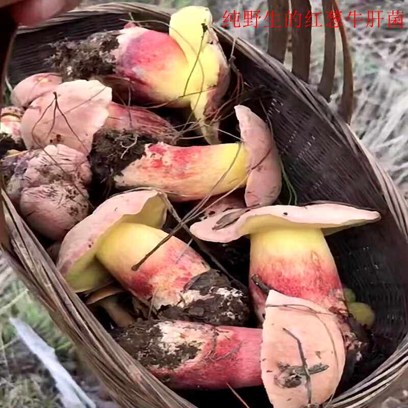 见手青云南新鲜现货野生红葱菌