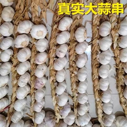 农家真大蒜串装饰挂件