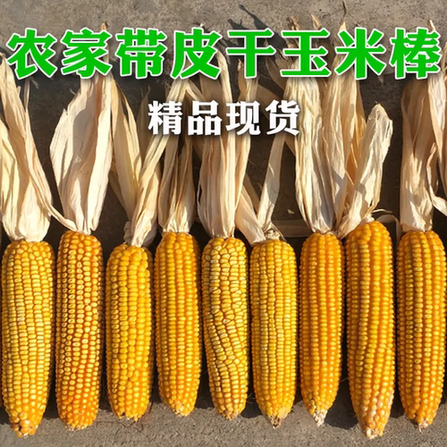 干玉米棒子带皮苞谷老玉米棒农家乐装饰道具农作物玉米穗真玉米串 - 封面