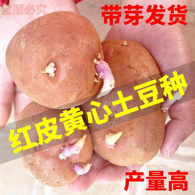 红皮黄心土豆种高产种植苗种子