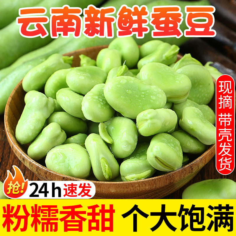 现摘新鲜带壳云南本地生蚕豆
