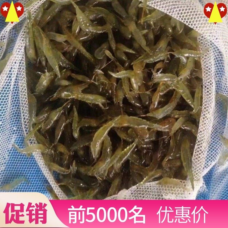 繁殖很快的活虾小观赏淡水虾苗除藻清洁虾冷水鱼缸里养的小虾喂龟