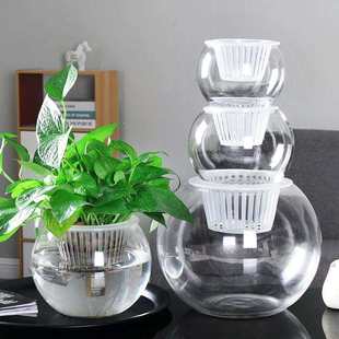 金钱草水瓶蝴蝶兰花瓶 透明龟背竹创意水培器皿简约绿航绿萝 玻璃