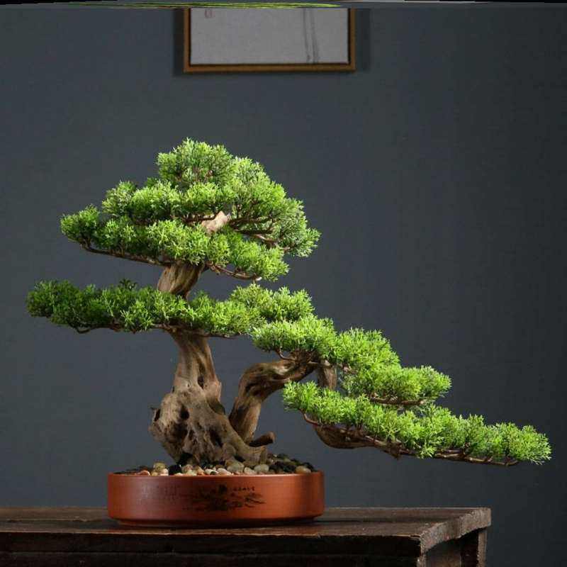 迎客松盆景真树四季常青耐寒松树盆栽绿植楼顶庭院客厅阳台景观树