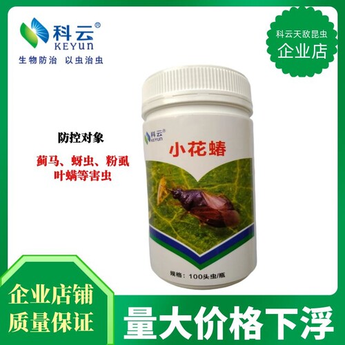 小花蝽蓟马蚜虫克星蔬菜花卉粉虱