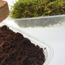 edx乌龟冬眠用品椰土苔藓爬虫箱垫材砖块无菌土蜗牛过冬保湿 保暖