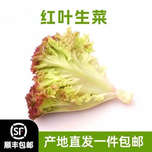 新鲜红叶生菜罗莎红紫叶生菜