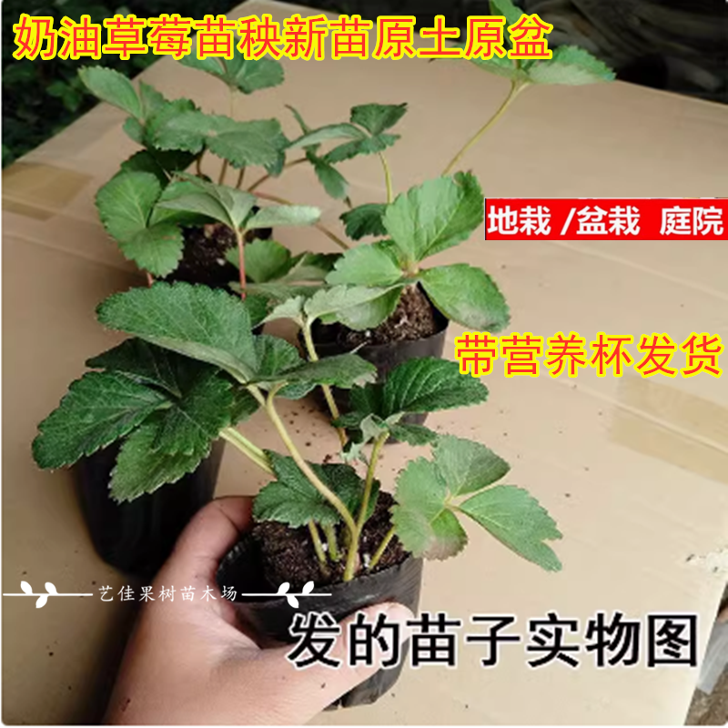 超级大丹东99草莓苗盆栽冬季巨无霸玄玉奶油草莓苗秧新苗原土原盆