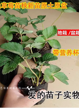 超级大丹东99草莓苗盆栽冬季巨无霸玄玉奶油草莓苗秧新苗原土原盆