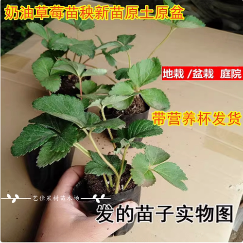 超级大丹东99草莓苗盆栽冬季巨无霸玄玉奶油草莓苗秧新苗原土原盆