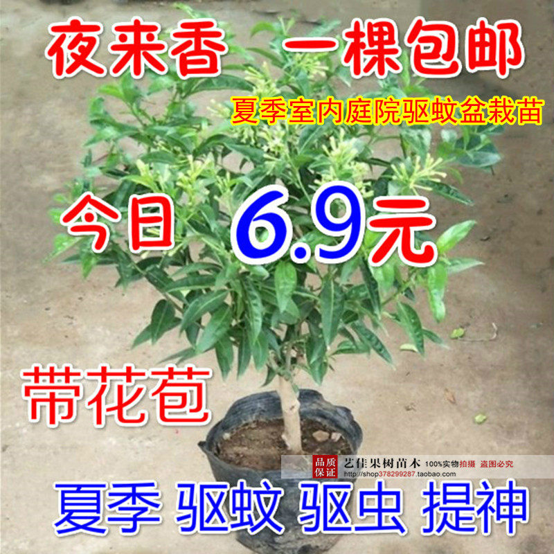 夜来香盆栽树苗香草植物驱蚊草迷迭香 夏季室内庭院驱蚊盆栽苗