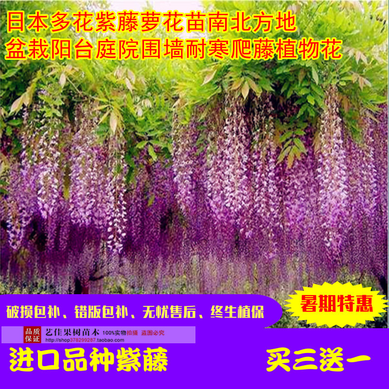 日本紫藤萝南北方围墙植物花卉