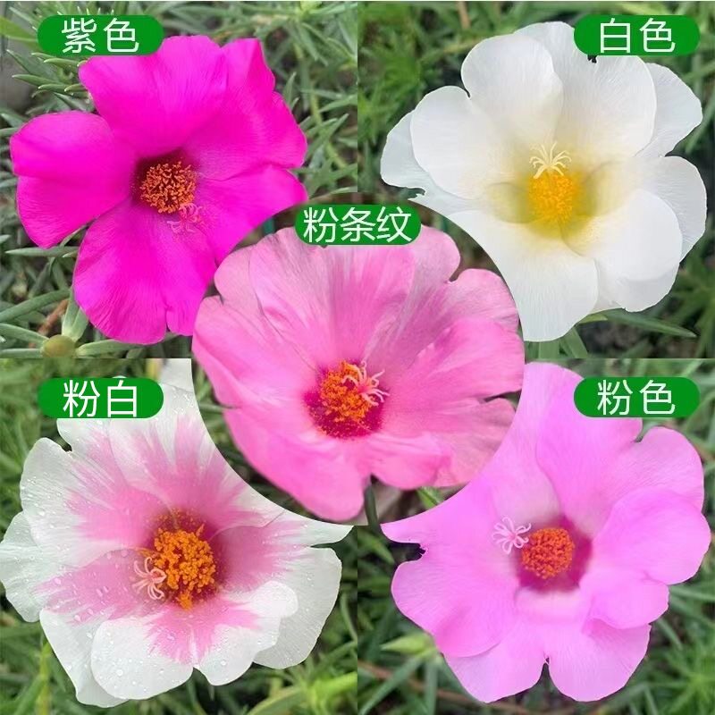 单瓣太阳花大花枝条盆栽苗宿根四向日葵/太阳花