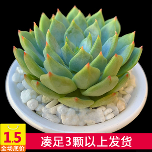 栽一物一拍 法师新三仙解百纳红酒\/火凤凰多头