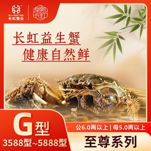 两以上长虹蟹8只 现货大闸蟹鲜活公6.0两以上母5.0 活蟹