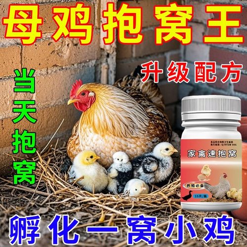 母鸡速抱窝高效孵化孵化王快速生蛋促成小鸡破壳母鸡家禽抱窝宝