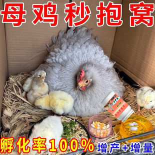 母鸡快速抱窝用专孵化小鸡黄金配方抱窝小鸡破壳增蛋王正品速抱窝