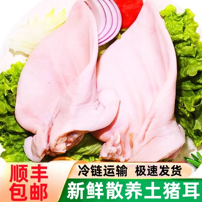 [顺丰包邮]国产新鲜猪耳生猪耳朵农家散养土猪耳商用卤肉整箱猪耳