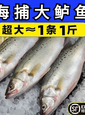 新鲜大鲈鱼花鲈鱼寨花鱼鲈板鱼海鱼海产品海鲜类水产生鲜冷冻食品