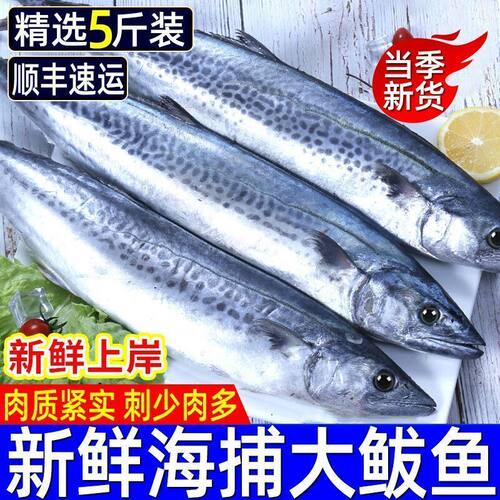 【顺丰冷链】燕尾鲅鱼新鲜特大马鲛鱼燕鲅鱼鲜活海鲜深海海鱼批发