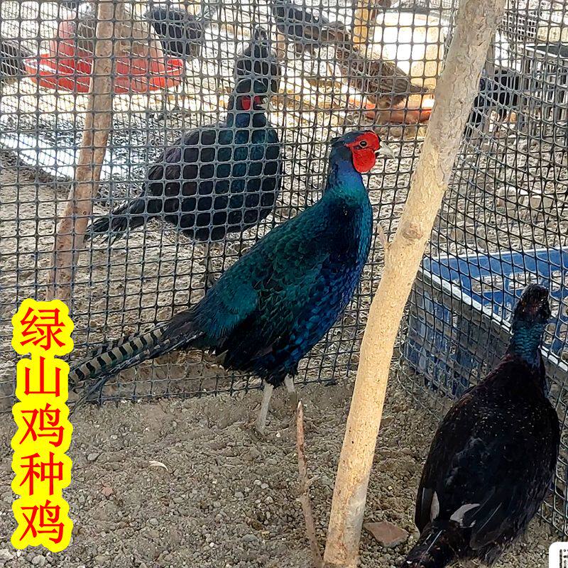 纯绿山鸡非孔雀蓝七彩山鸡观赏宠物活体波兰元宝鸡野鸡黑脖雉鸡蛋