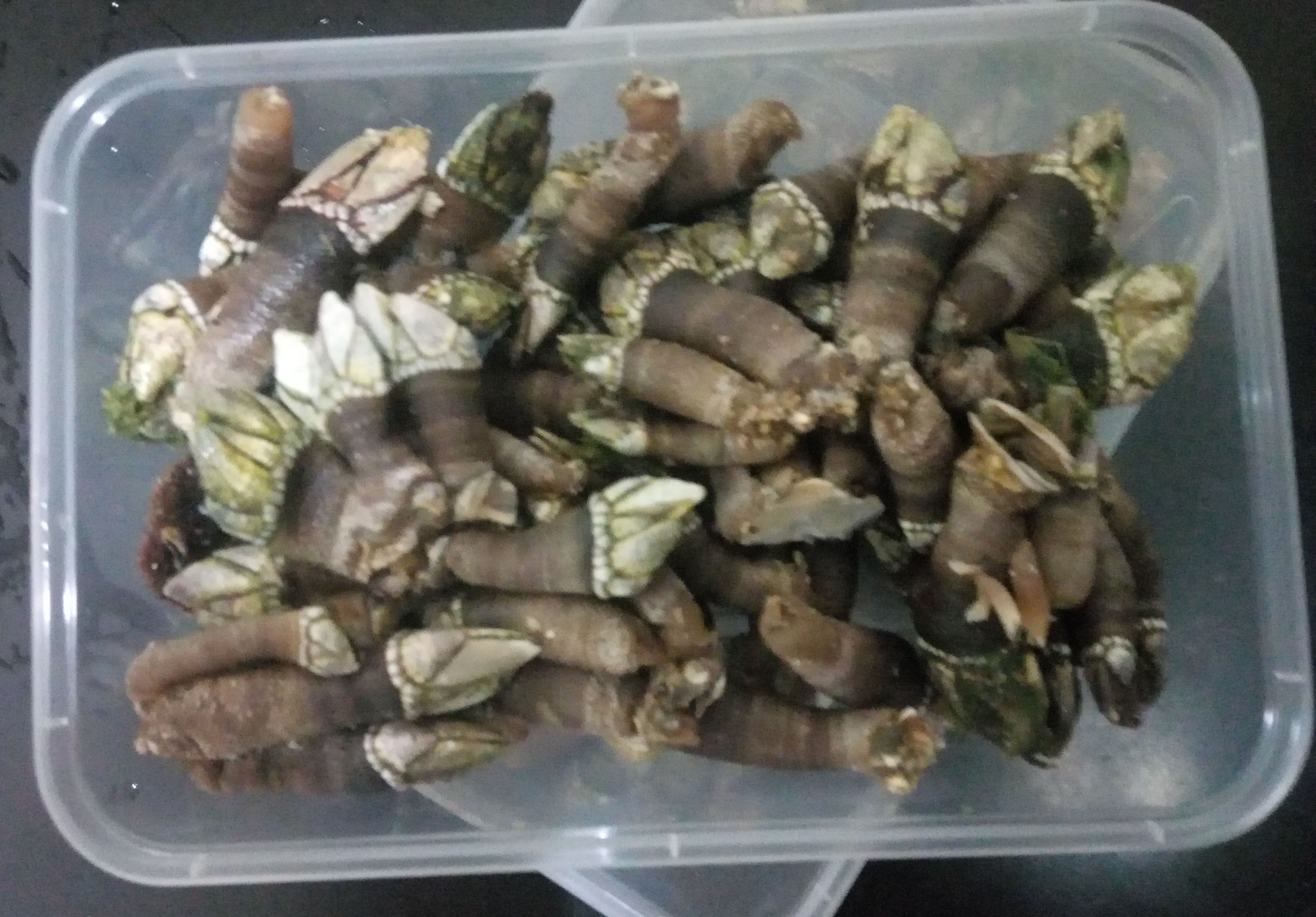 甯德鮮活大佛手貝觀音手鵝頸藤壺狗爪螺海雞腳野生佛手螺500g在類目 水產肉類/新鮮蔬果/熟食, 海鮮/水產品/製品, 貝類, 貝類製品中 - 來自Buy2taobao.com提供專業的淘寶代購服務