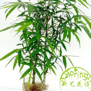 观赏竹子佛肚竹状如佛肚形状奇特别名罗汉竹佛肚竹室内盆栽植物