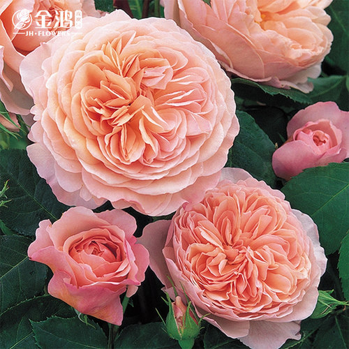 紫枫奥斯汀月季花苗