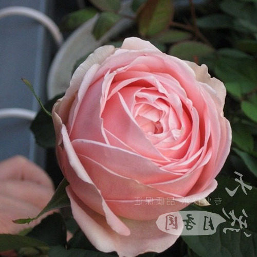 【天然月季园】日月 娇媚昂热城堡月季苗 多花玫瑰苗欧月花苗四季