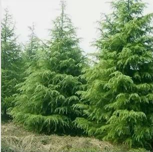 雪松树苗小苗庭院盆栽地栽绿化树苗南方北方种植黑松树苗四季常青