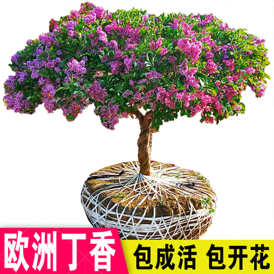 绿植嫁接庭院阳台四季树苗丁香花