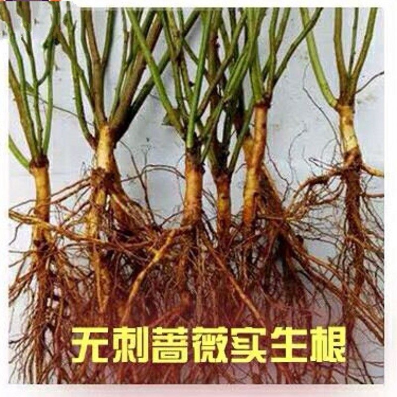 实生无刺蔷薇根 日本无刺蔷薇 嫁接根接蔷薇根 11月15日起苗发货