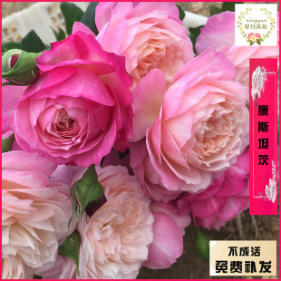 阳台盆栽欧月康斯坦茨阳台丰花月季花苗庭院微型月季玫瑰大花浓香