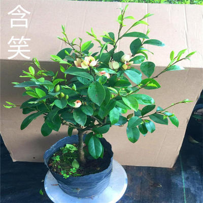 绿植含笑花盆景四季植物包邮