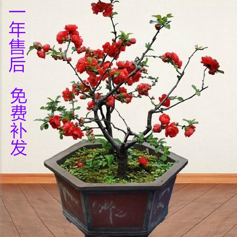 老桩树苗盆栽日本海棠花包邮