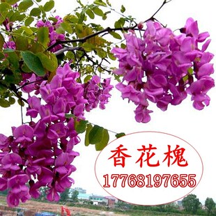 香花槐苗富贵树槐花苗红花槐树苗盆栽绿化花卉花园植物洋槐苗