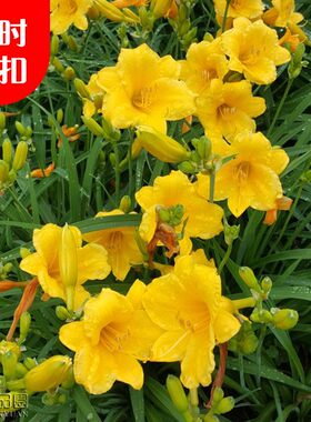 南方室外耐寒红宝石萱草花金娃娃
