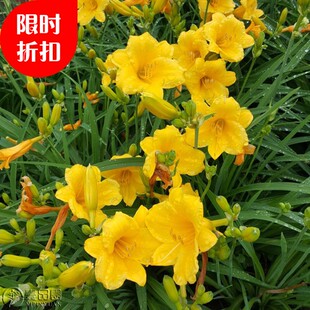 金娃娃萱草花南方北方室外庭院花园阳台耐寒花卉红宝石萱草花草植
