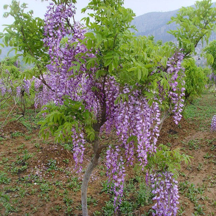 四季开花不断爬藤好养庭院攀援植物盆栽紫藤树苗紫藤花苗紫腾萝花