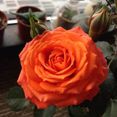 欧洲橙色灌木波浪边庭院月季花苗