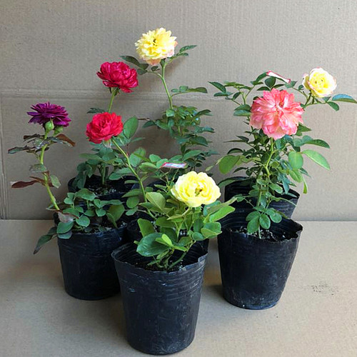 品种金丝雀浪漫盆栽月季小苗包邮